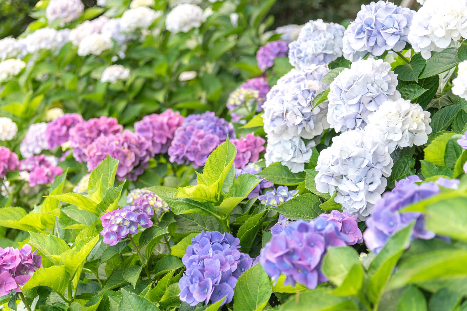 白、ピンク、紫など複数色のアジサイが咲く庭園