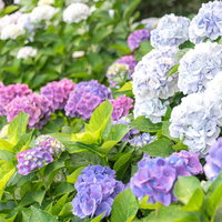 群生する多色のアジサイ花：白・ピンク・紫の競演の写真