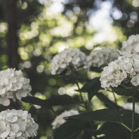 木陰に群生する白いアジサイの写真