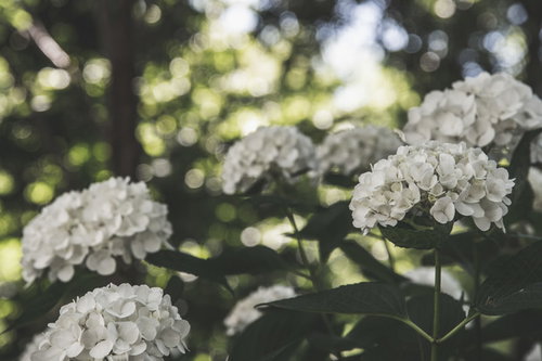 木陰に群生する白いアジサイ