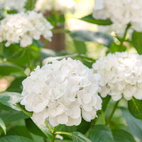 群生する白色の紫陽花の花房の写真