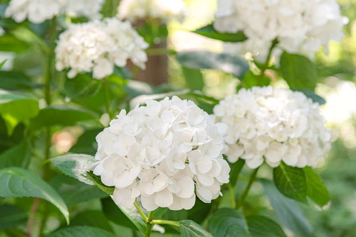 梅雨時期に群生する白色の紫陽花が咲く初夏の庭