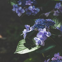 紫陽花に落ちる木漏れ日と青紫の花、梅雨時期の庭園風景の写真