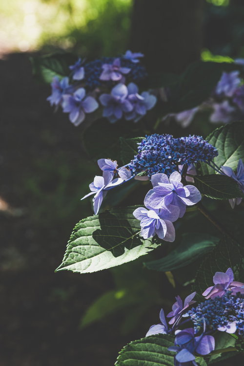 紫陽花に落ちる木漏れ日と青紫の花、梅雨時期の庭園風景