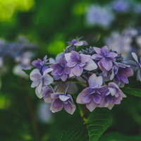 暗がりに咲く紫陽花の花房、梅雨時期の庭木の写真