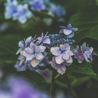 薄紫色に咲く紫陽花の花房と緑葉の庭木の写真