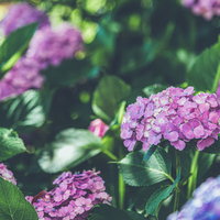 庭に咲くアジサイの花（薄紫）の写真