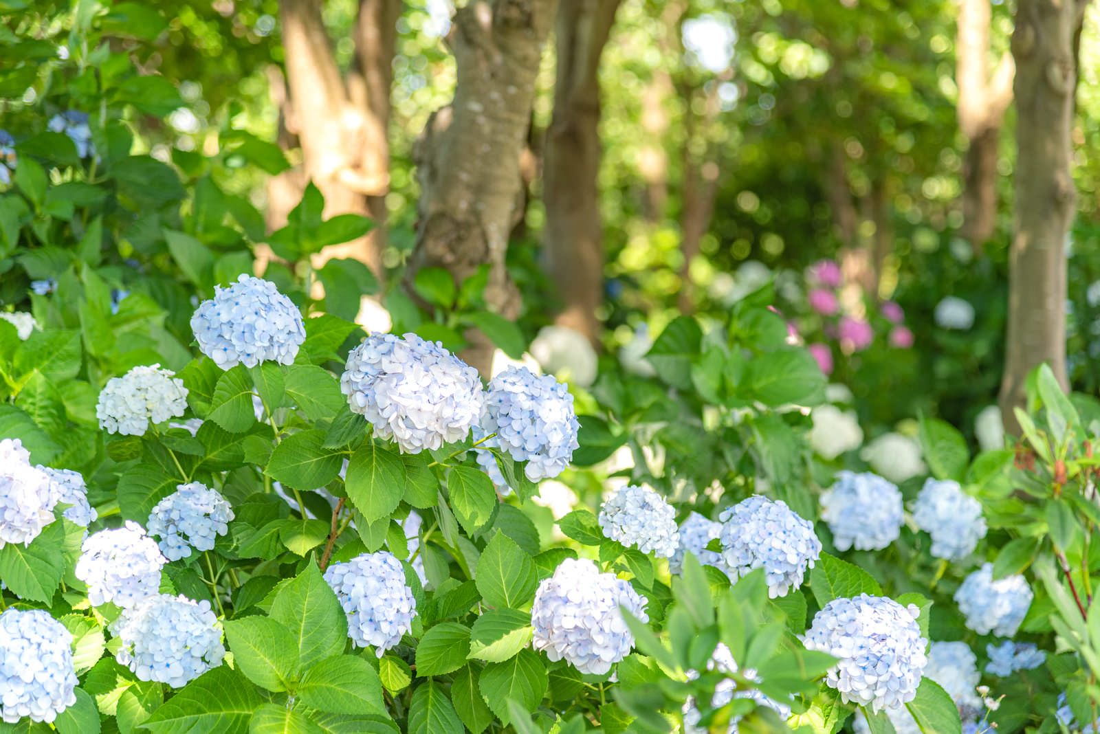 雑木林に囲まれた庭で群生する薄青い紫陽花の満開の花
