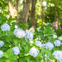 雑木林の庭に群生する薄青い紫陽花が満開に咲き誇る風景の写真