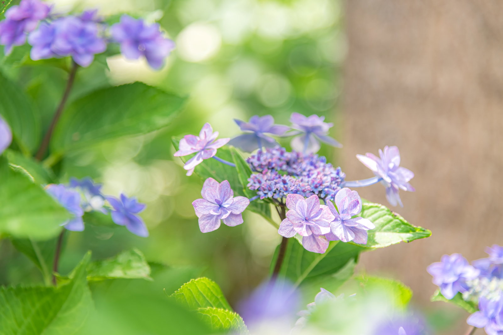 太陽に照らされたガク紫陽花の淡紫色の小花と青緑の葉