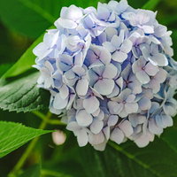 淡い紫色の大きな紫陽花、白から薄紫へのグラデーション咲きの写真