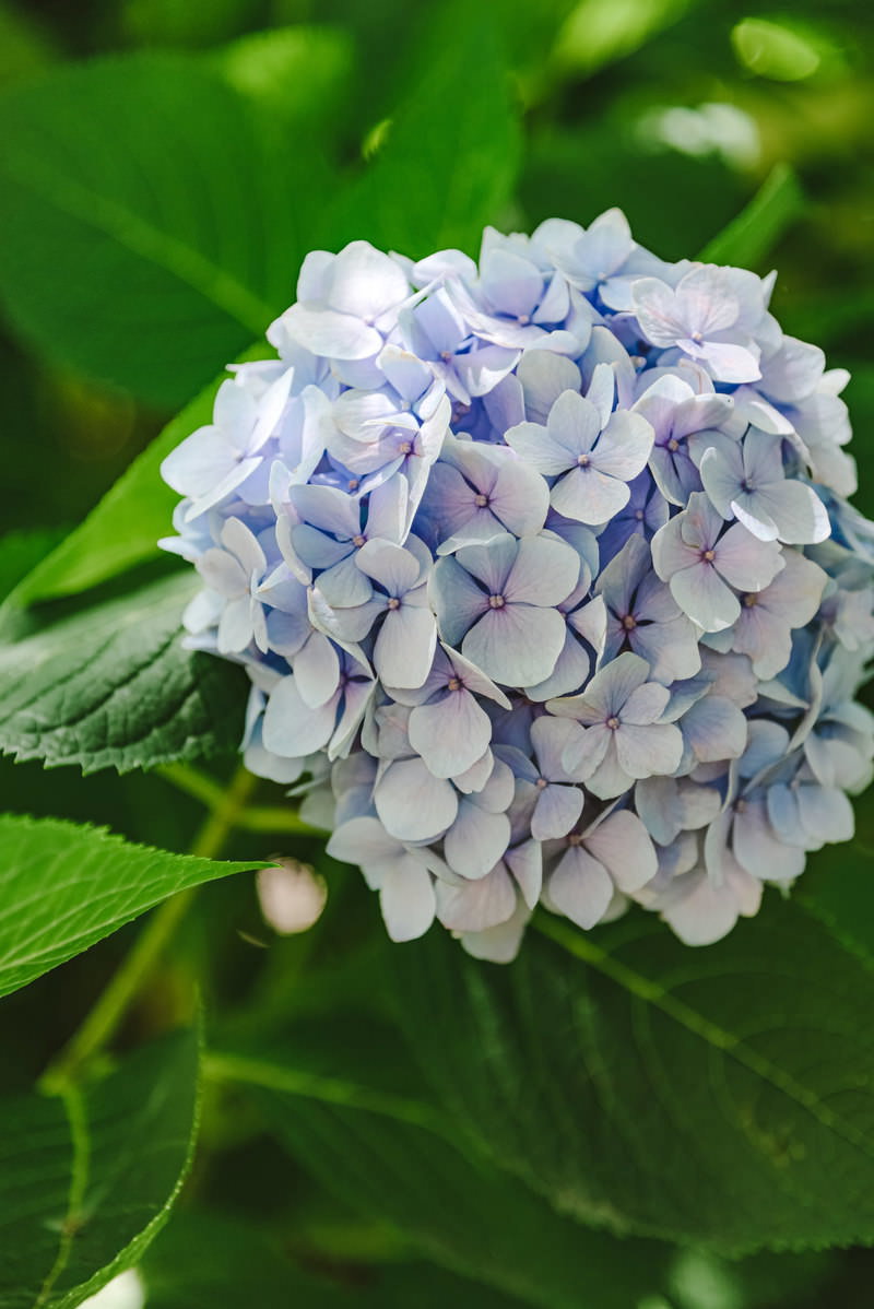 淡い紫色に咲いた大きな紫陽花の花房と緑の葉