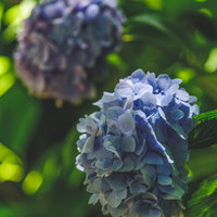 青紫に咲く紫陽花に差す光と影、梅雨時期の庭園の写真