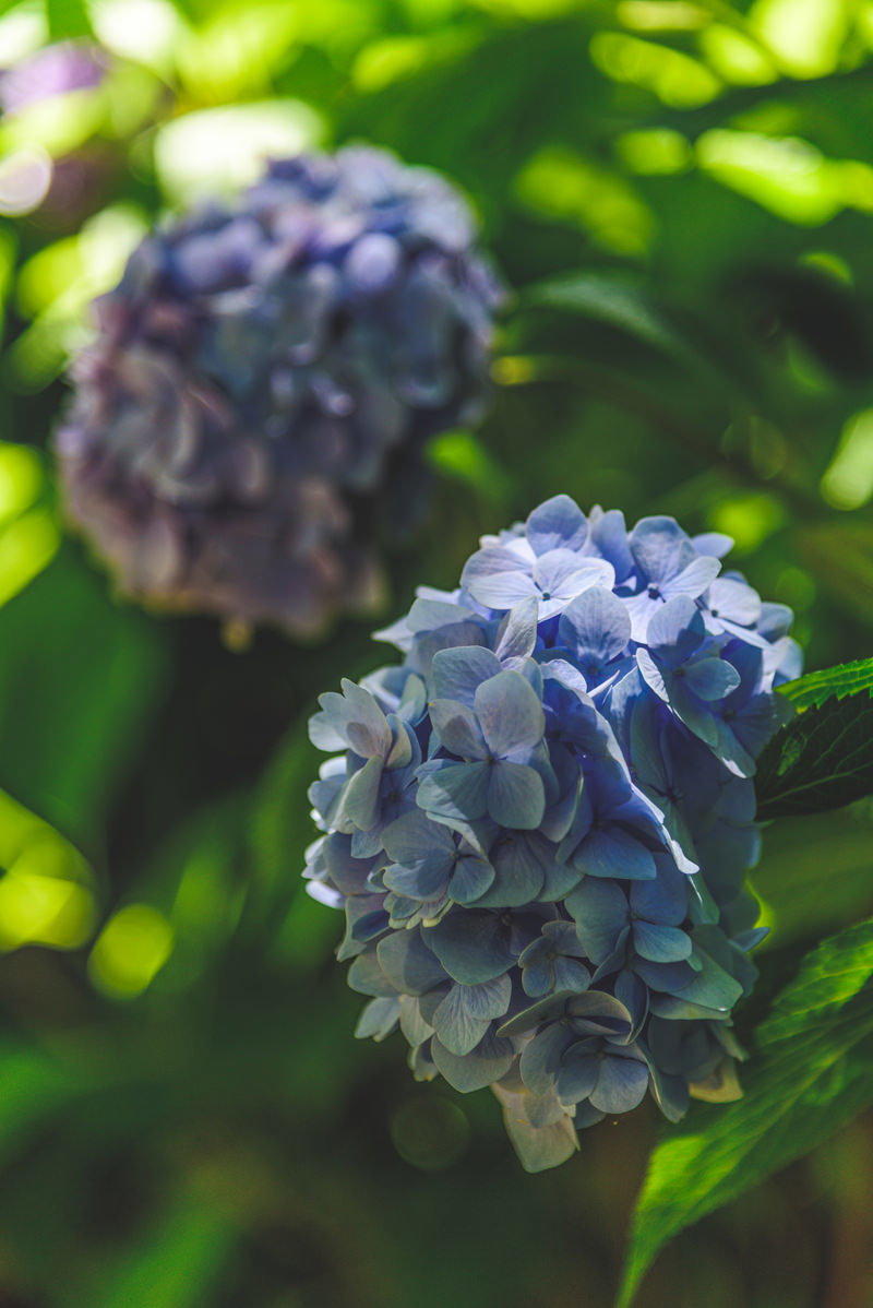 庭に咲く青紫色の紫陽花の花、手前はピントが合い、奥のつぼみはぼけている