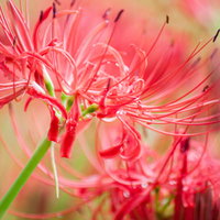 鮮やかなヒガンバナの群生の写真
