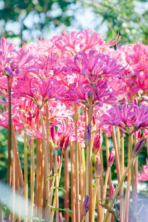 空に向かって咲く彼岸花、濃いピンク紫から淡いピンク色に段階的に変わる花房