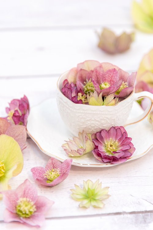 白いティーカップとピンク、白のクリスマスローズ