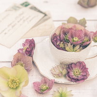 手紙とティーカップに飾ったクリスマスローズの写真