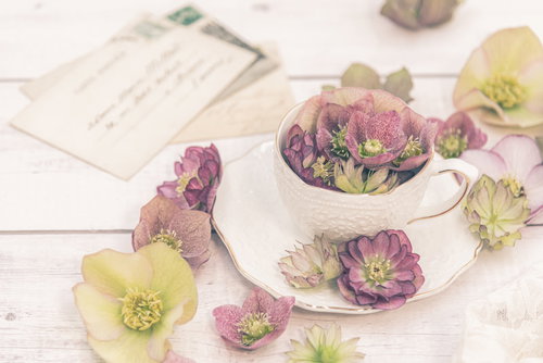 手紙とティーカップに飾ったクリスマスローズ