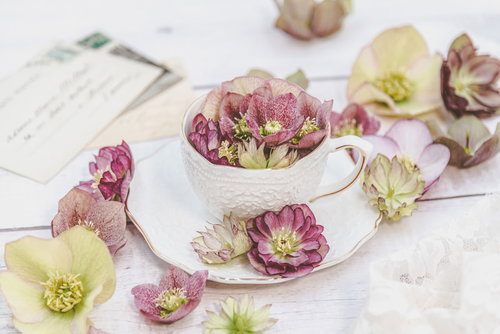 ティーカップいっぱいに浮かべたクリスマスローズ