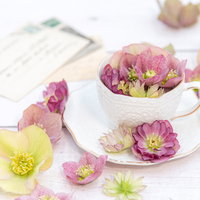 クリスマスローズが飾られたティーカップの置かれた机の写真