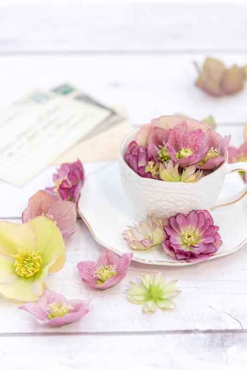 クリスマスローズが飾られたティーカップの置かれた机