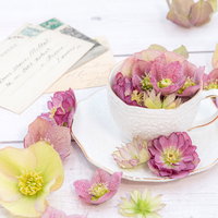 白いテーブルに散らばる白と紫のクリスマスローズとティーカップの写真