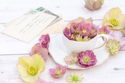 白いテーブルに散らばる白と紫のクリスマスローズとティーカップ