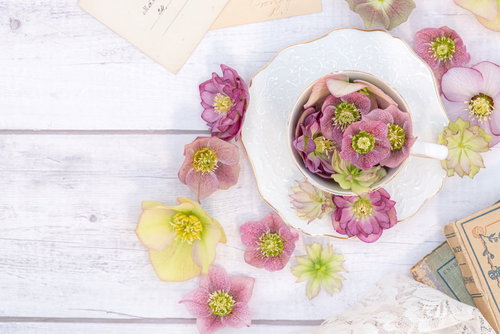 白い木目テーブルのティーカップ周りに散らばるクリスマスローズの花びら