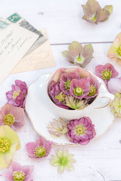 散りばめられたクリスマスローズとティーカップ