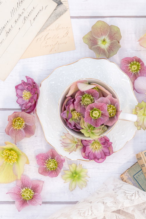 鮮やかなクリスマスローズとティーカップのティータイム