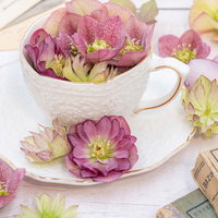 白いティーカップに浮かぶピンクと白のクリスマスローズの写真