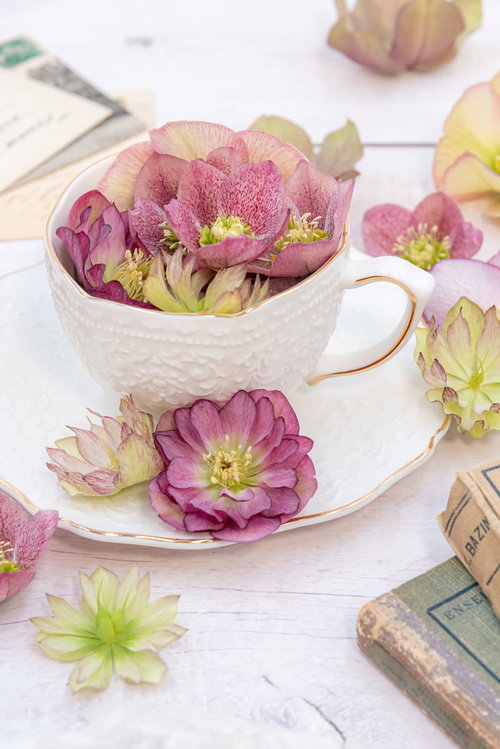 白いティーカップに浮かぶピンクと白のクリスマスローズ