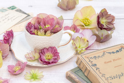 ティーカップに積もるクリスマスローズと開いた本