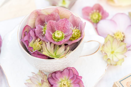 ティーカップに浮かべたピンクと白のクリスマスローズ