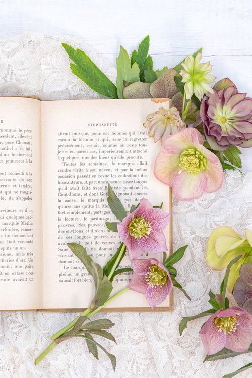 クリスマスローズと開かれた洋書、レース生地のライフスタイル