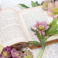 開いた洋書のページの上に咲くクリスマスローズの花の写真