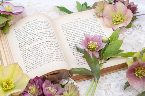 開いた洋書のページの上に咲くクリスマスローズの花