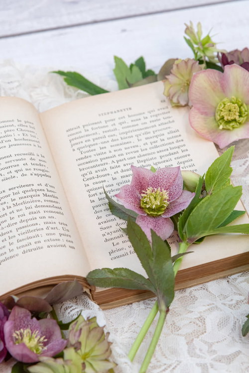 クリスマスローズと読みかけの洋書に添えた生花