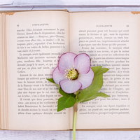洋書の上に置かれたクリスマスローズの花の写真