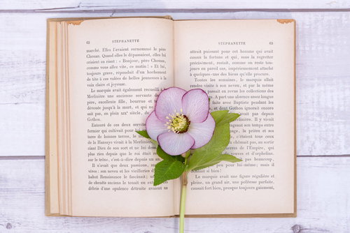 洋書の開かれたページの上に置かれたクリスマスローズの花