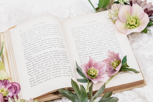 開かれた洋書の上に咲くクリスマスローズの花