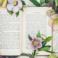 白やピンク色のクリスマスローズで彩る開いた洋書の写真