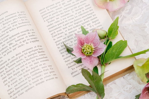 しおり代わりのクリスマスローズと読みかけの洋書