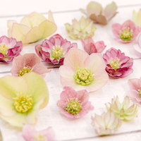 ピンク・白・クリーム色のクリスマスローズの花の写真