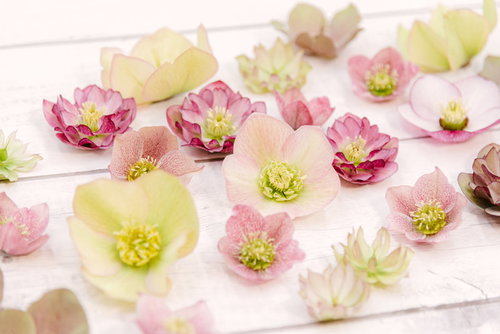 ピンク・白・クリーム色のクリスマスローズの花