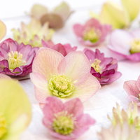 ピンク、黄色、白のクリスマスローズの花々の写真