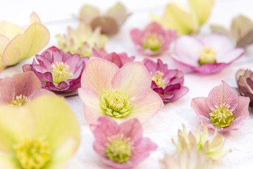 ピンク、黄色、白のクリスマスローズの花々