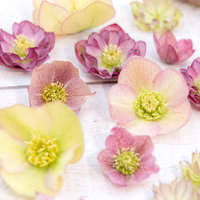 大中小のサイズ違いクリスマスローズの花の写真