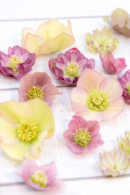 大中小のサイズ違いクリスマスローズの花